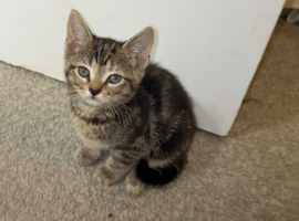 Kitten