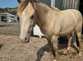 Unique Champagne 3yr old Gelding