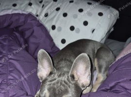 7 month old Male frenchie