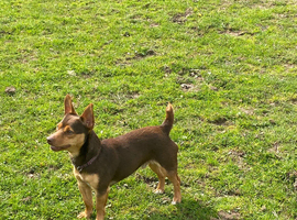Miniature Chocolate and Ran Jack Russell for Stud