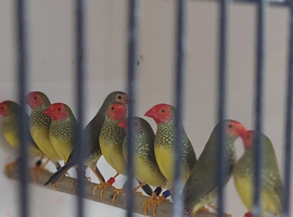 Only a few left  FORIEGN FINCHES FOR  SALE