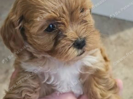 Tiny Toy Maltipoo puppies
