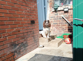 Springer for sale