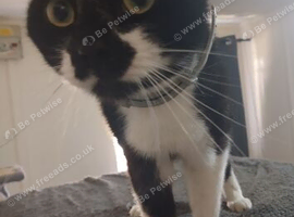 2 male cats ( bonded)