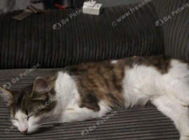 One year old female  cat lilly