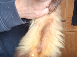 Full male angora hob