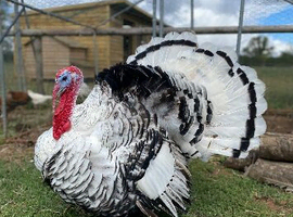 6 crollwitzer turkey chicks for sale
