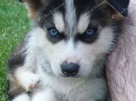 Cute siberian Husky