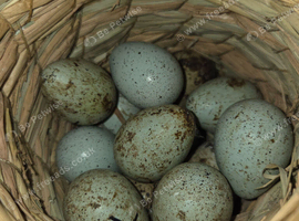 Quails and quail eggs