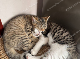 Kittens looking for Forever Homes!