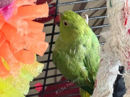 Indian ringneck female