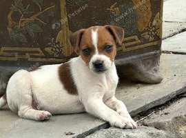 Rough coat jack Russell puppies
