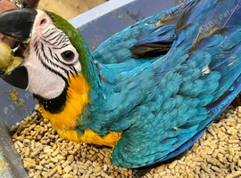 Hand reared baby macaws