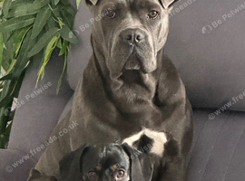 Cane corso for sale