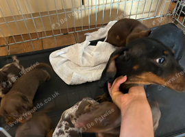 Stunning dachshunds ready to leave soon