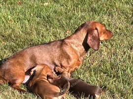 Mini dachshund