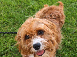Cavapoo for rehome