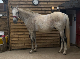 16.3hh TB GELDING FOR FULL LOAN