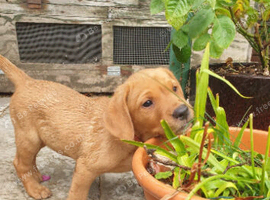 READY NOW!!!  Chunky Fox Red Labradors