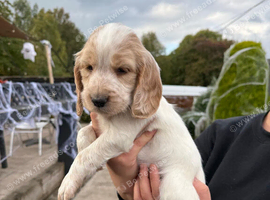 Cocker spaniel
