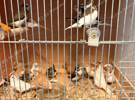 Bengelese silver bill + 2zebra finches 28 in total