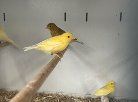 Varioue Stunning Baby Canaries