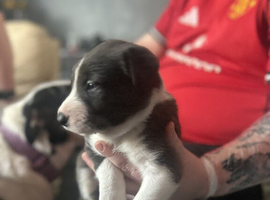 Adorable Border Collie
