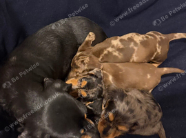 Stunning Miniature Dapple Dachshund Puppies