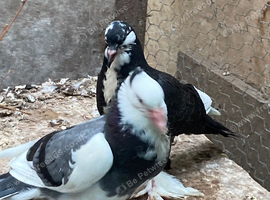 Three Baby pigeon