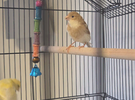 3 canaries and cage