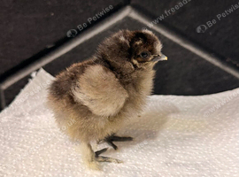 Silkie chicks