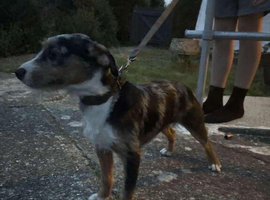 Collie, whippet, Jack pup for sale