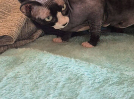 Lovley cat
