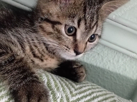 Cute little girl kitten looking for home