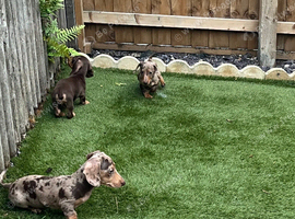 *+*+*+*+*+ KENNEL CLUB REGISTERED MINIATURE DACHSHUND *+*+*+*+*+