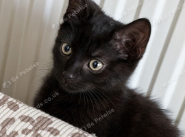 3 kittens for sale