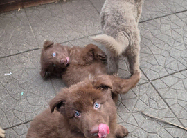 Kc reg german shepherd pups
