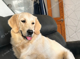 Golden retriever