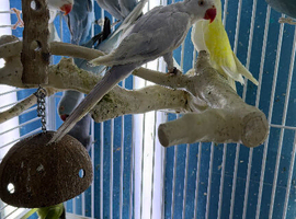 Indian Ringneck parrot