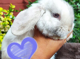 Mini lop