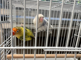 Breeding pairs