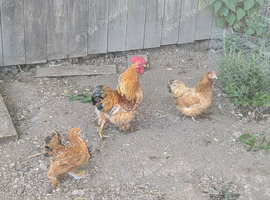 Trio Pekin Bantams
