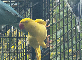 Lutino Ringneck (mutation ringnecks)