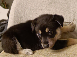 6 shepsky puppies Available now