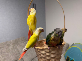 Baby conures - hand readred