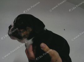 New English Bulldogs puppies