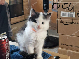 British shorthair x kittens