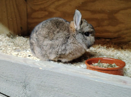 Agouti Netherlands dwarf female