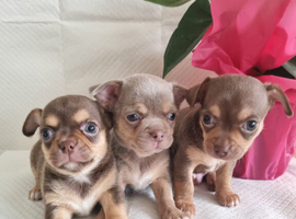 Chihuahua