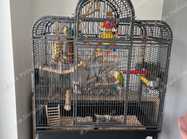 2 pineapple green cheek conures